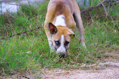 Portrait of dog standing on field