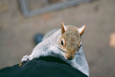 Close-up of squirrel on leaf