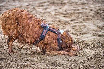 Close-up of dog on beach