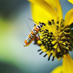 Close-up of insect on flower