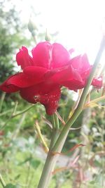 Close-up of red flowers