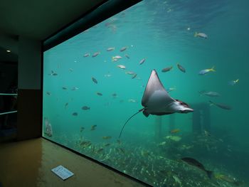 View of fish swimming in sea