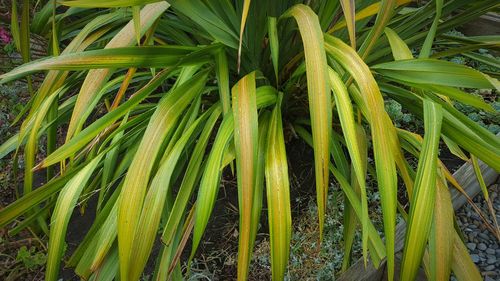 Close-up of fresh green grass