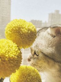 Close-up of yellow flowers