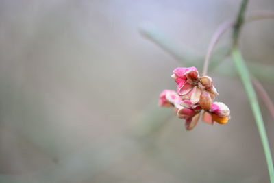 Close-up of pink flowering plant