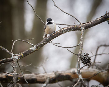 Low angle view of bird perching on tree