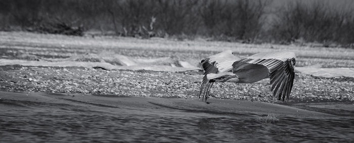 Side view of a bird on land