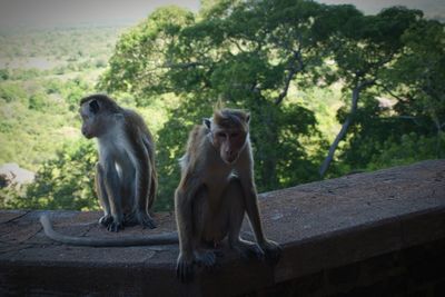 Two monkeys sitting on wall against trees