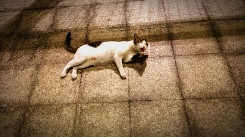 High angle view of dog standing on footpath
