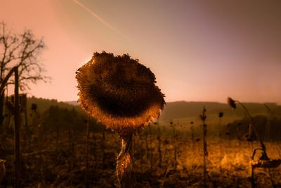 Close-up of orange flower on field against sky during sunset