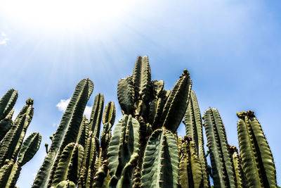 Low angle view of cactus against sky on sunny day