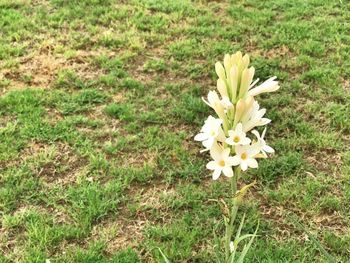 Close-up of crocus blooming on field