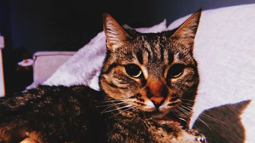 Close-up portrait of cat