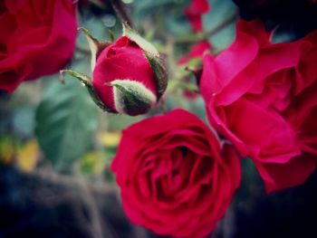 Close-up of red flowers