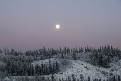 Scenic view of snow covered trees against sky