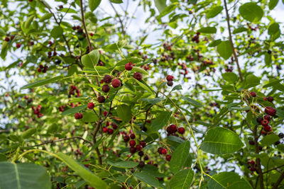 Close-up of berries growing on tree