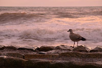 Side view of seagull on rock by sea during sunset