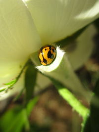 Close-up of ladybug on plant