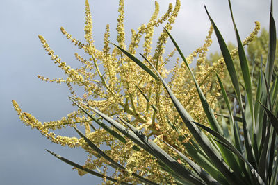 Low angle view of flowers on tree