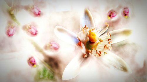 Close-up of insect on flower