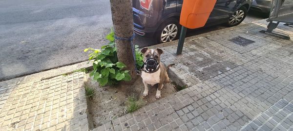 High angle view of dog on footpath