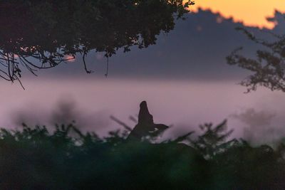 Close-up of silhouette bird on branch against sky