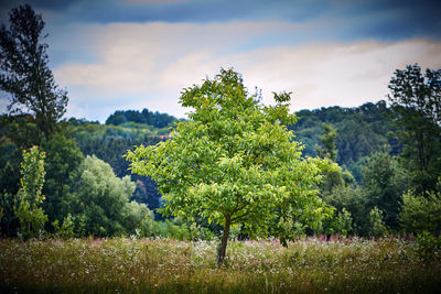 Trees growing on field against sky