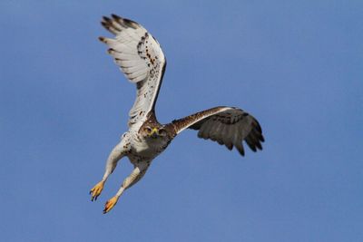 Low angle view of swainson hawk flying against clear sky