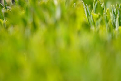 Close-up of plants growing on field