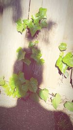 High angle view of leaves on table against wall