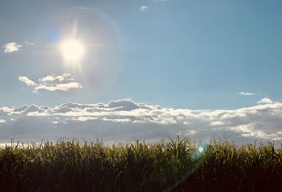 Crops growing on field against bright sun