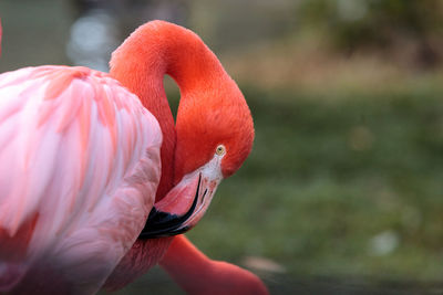 Close-up of multi colored feeding