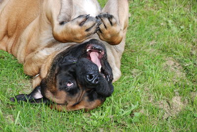 Close-up of dog on field