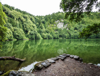 Scenic view of lake by trees in forest against sky