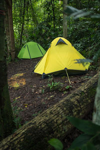Yellow tent on land by trees in forest