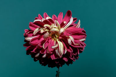 Red chrysanthemum flower on a blue background. flower head close-up