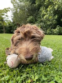 Portrait of dog relaxing on grass