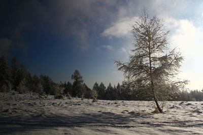 Trees on snow covered landscape