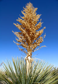 Low angle view of flowering plant against blue sky