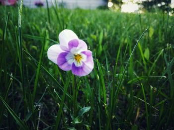 Close-up of purple flowering plant on field