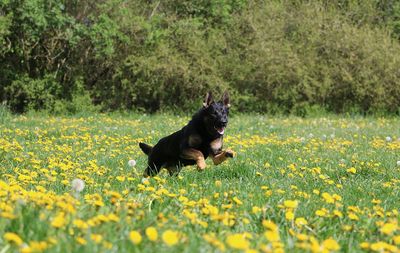 Dog lying down on field