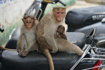 Close-up of monkeys sitting outdoors