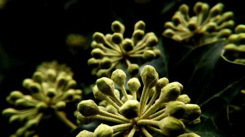 Close-up of flowers against black background