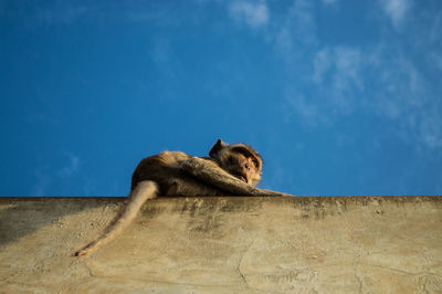 Low angle view of a cat looking away against sky