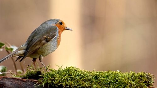 Close-up of bird perching on a plant