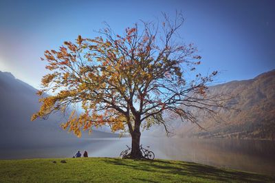 Rear view of people sitting by tree at bohinj lakeshore against sky