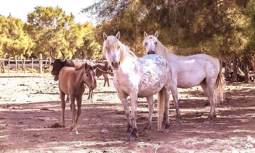 Horses grazing on field