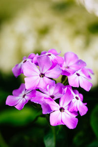 Close-up of pink flowers