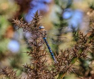 Close-up of insect against blurred background