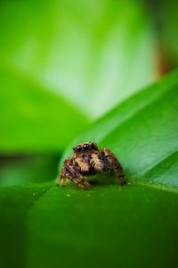 Close-up of spider on leaf